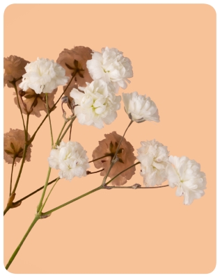 Декоративная нержавеющая сталь Mirror Rose Gold