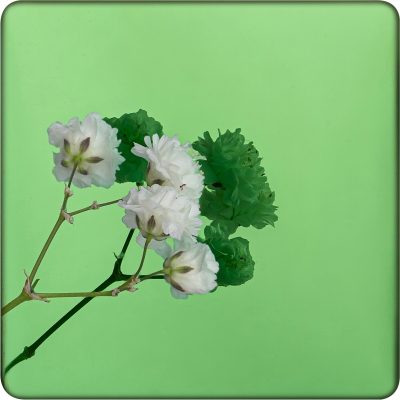 Декоративная нержавеющая сталь Mirror Green