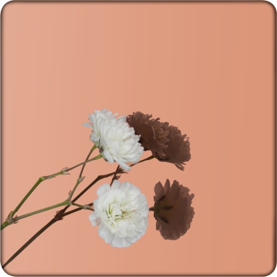 Декоративная нержавеющая сталь Mirror Brown Ti