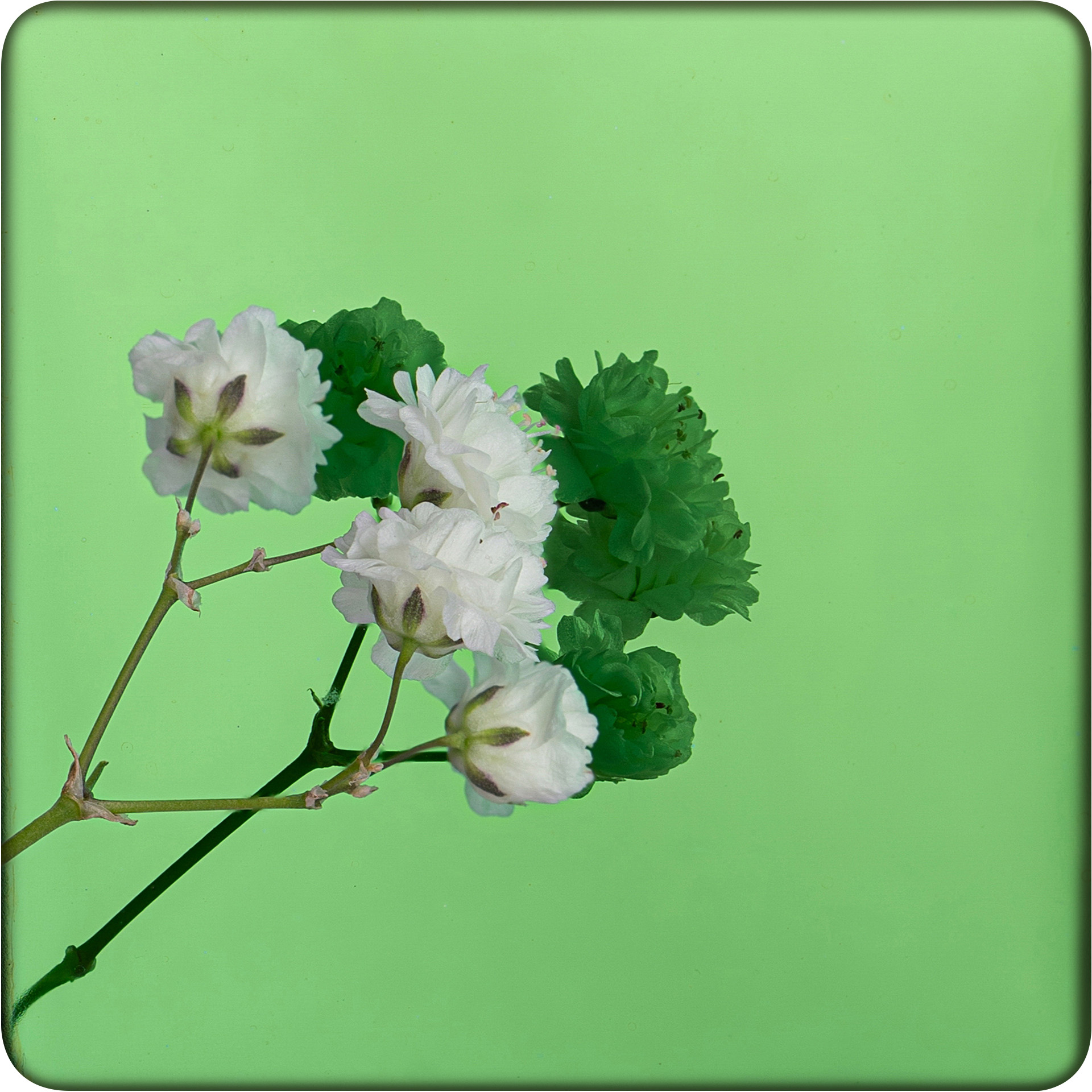 Декоративная нержавеющая сталь Mirror Green