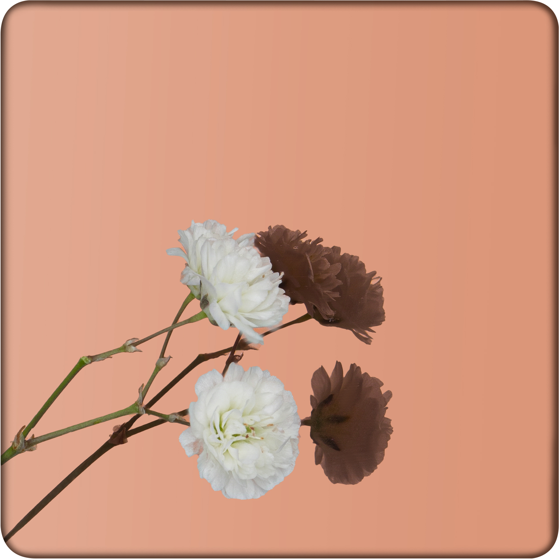 Декоративная нержавеющая сталь Mirror Brown Ti